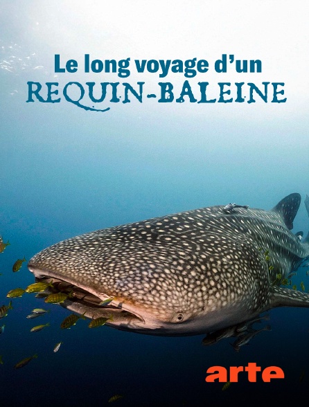 Arte - Le long voyage d'un requin-baleine