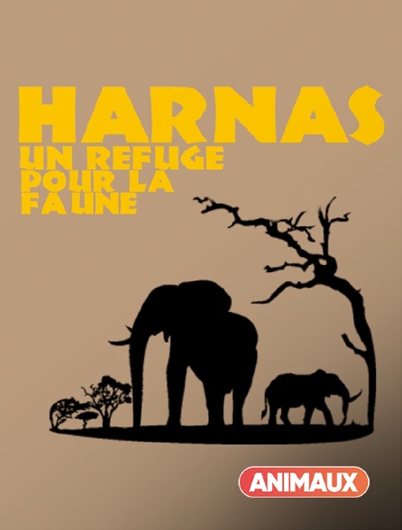 Animaux - Harnas, un refuge pour la faune