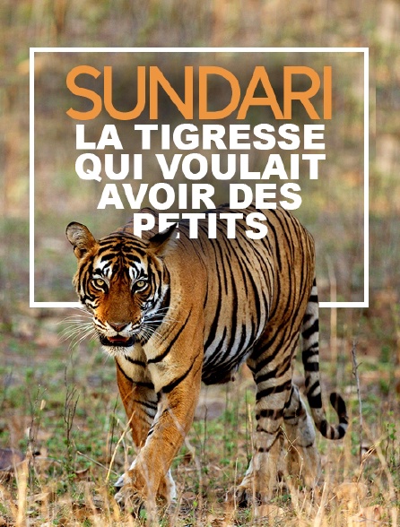 Sundari, la tigresse qui voulait avoir des petits