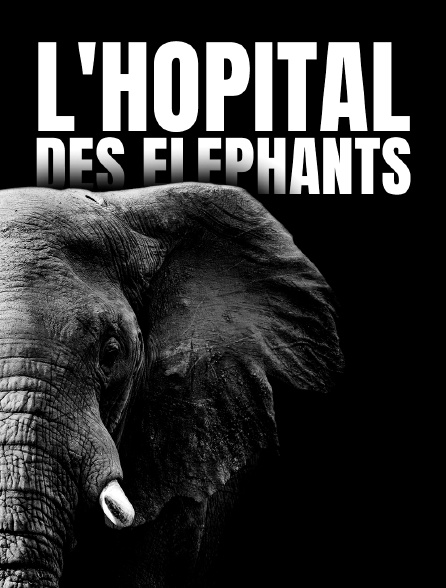 L'hôpital des éléphants