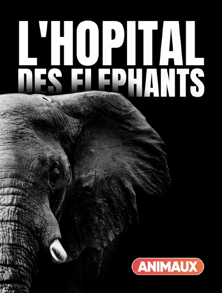 Animaux - L'hôpital des éléphants