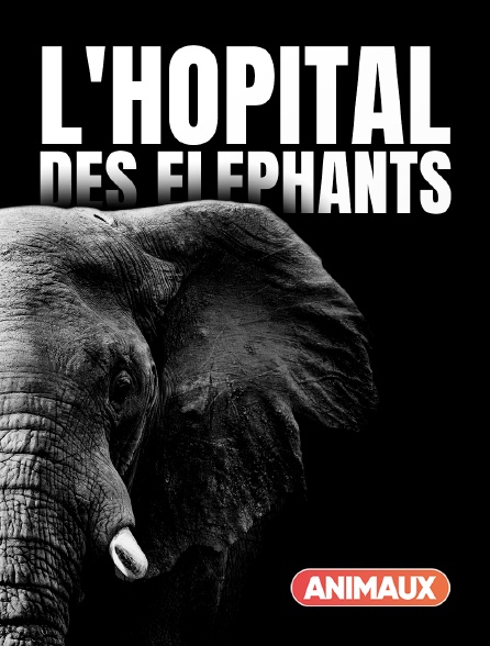 Animaux - L'hôpital des éléphants - 21/09/2024 à 12h25