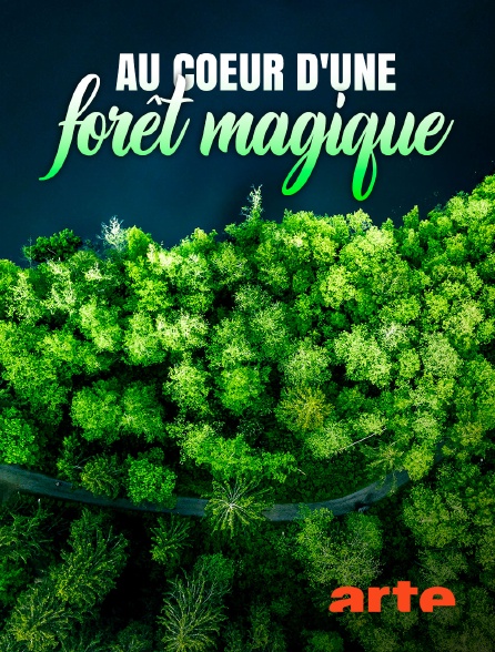 Arte - Au coeur d'une forêt magique