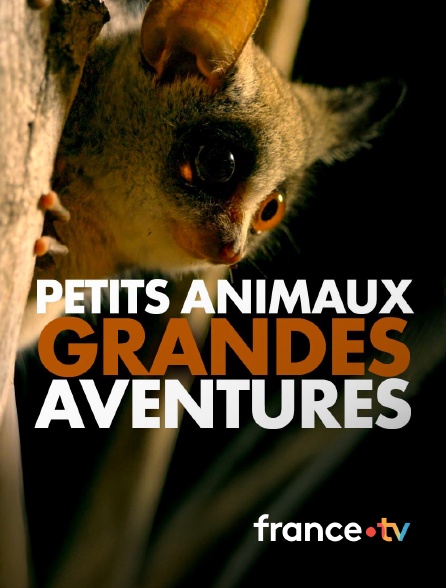 france.tv - Petits animaux, grandes aventures