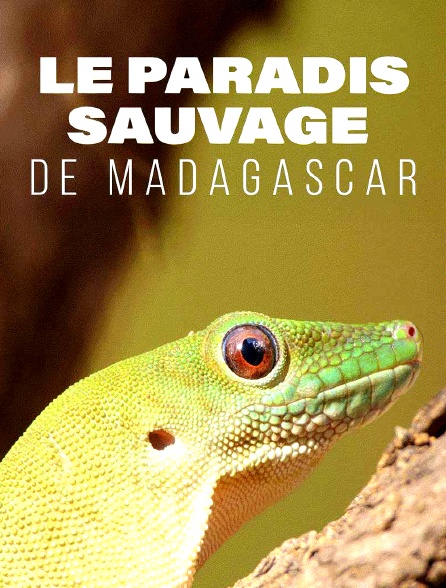 Le paradis sauvage de Madagascar