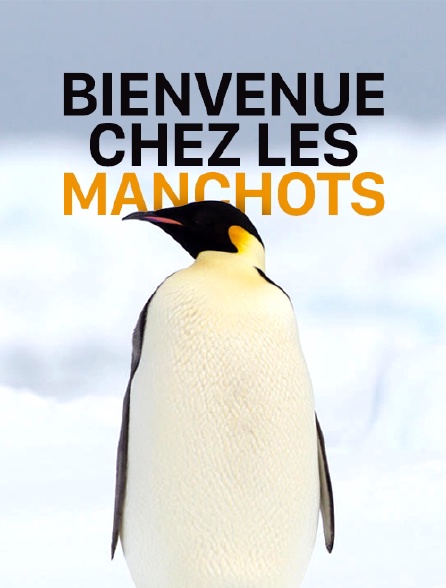 Bienvenue chez les manchots