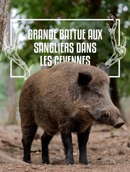 Grande battue aux sangliers dans les Cévennes