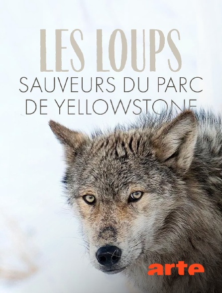 Arte - Les loups, sauveurs du parc de Yellowstone