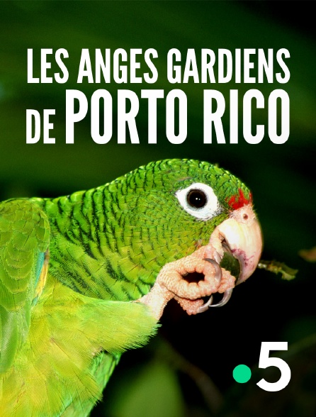 France 5 - Les anges gardiens de Porto Rico