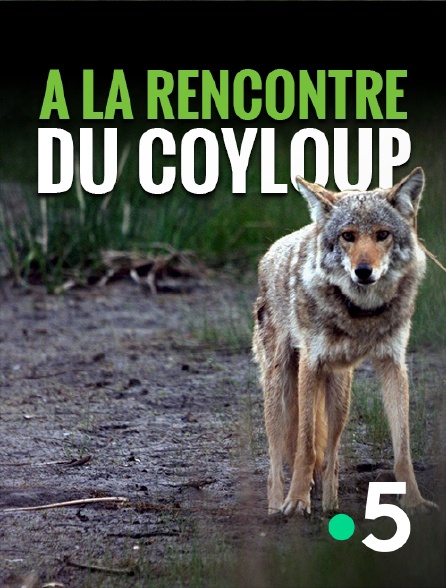 France 5 - A la rencontre du coyloup