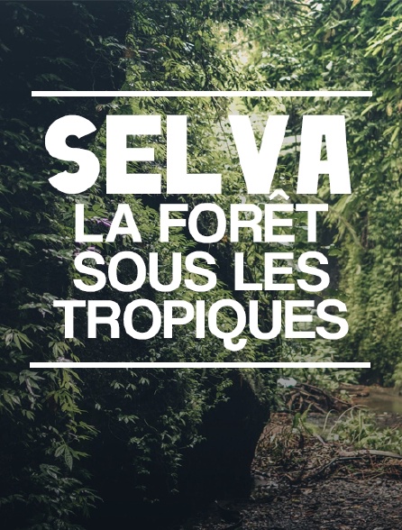 Selva, la forêt sous les tropiques
