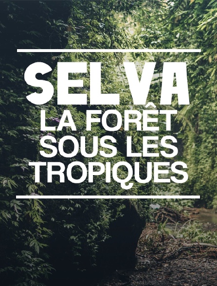 Selva, la forêt sous les tropiques
