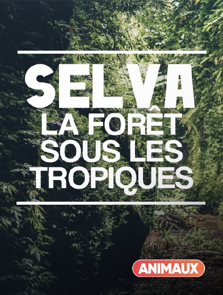 Animaux - Selva, la forêt sous les tropiques