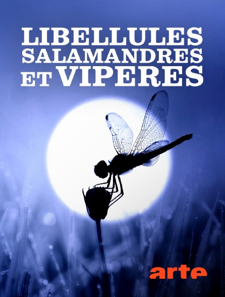 Arte - Libellules, salamandres et vipères : Une cohabitation au fil de l'eau