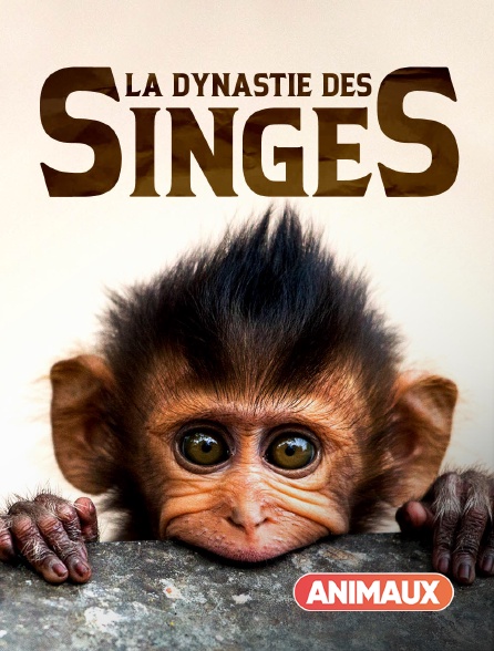 Animaux - La dynastie des singes