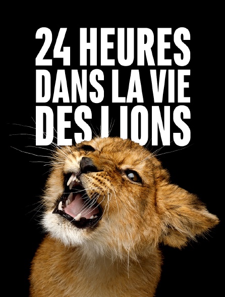 24 heures dans la vie des lions
