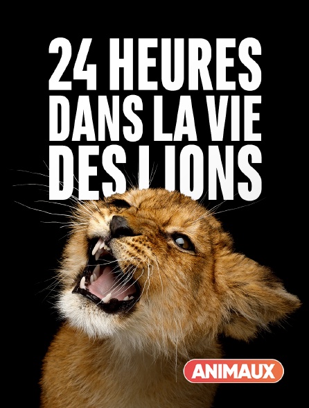 Animaux - 24 heures dans la vie des lions