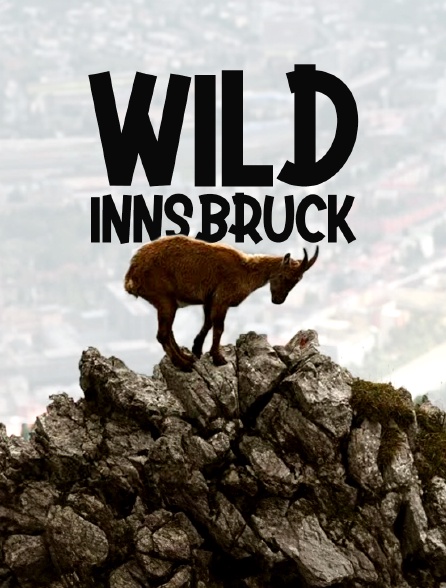 Wild Innsbruck