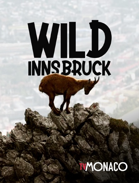 TV Monaco - Wild Innsbruck