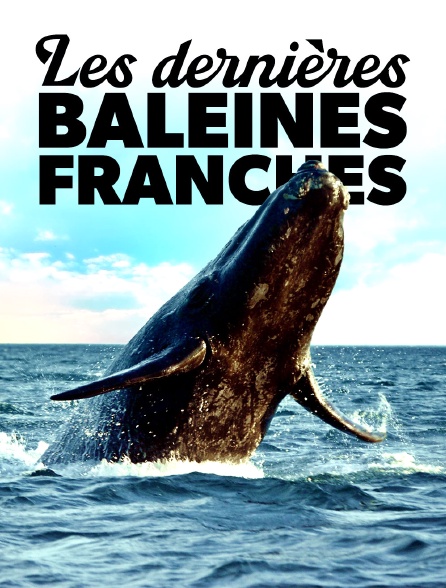 Les dernières baleines franches