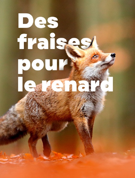 Des fraises pour le renard