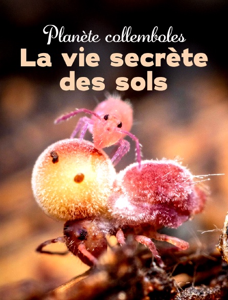 Planète collemboles, la vie secrète des sols
