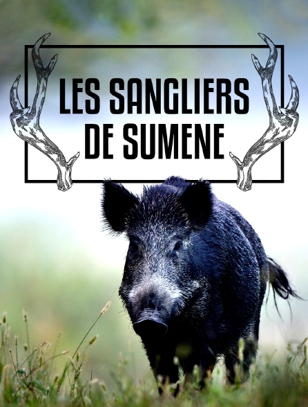 Les sangliers de Sumène