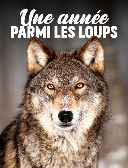 Une année parmi les loups