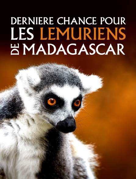 Dernière chance pour les lémuriens de Madagascar