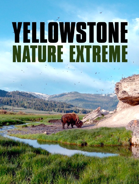 Yellowstone : Nature extrême