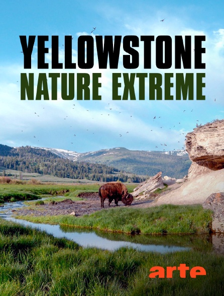 Arte - Yellowstone : Nature extrême