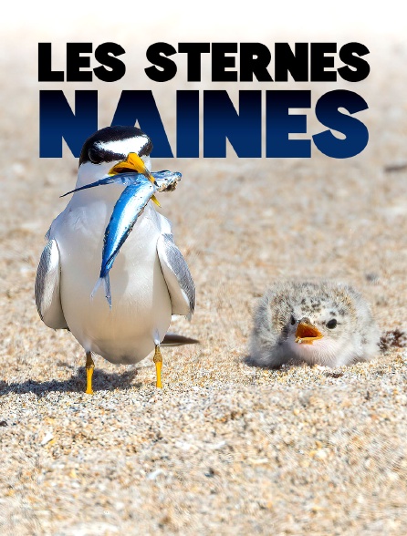 Les sternes naines : Un oiseau sous les eaux