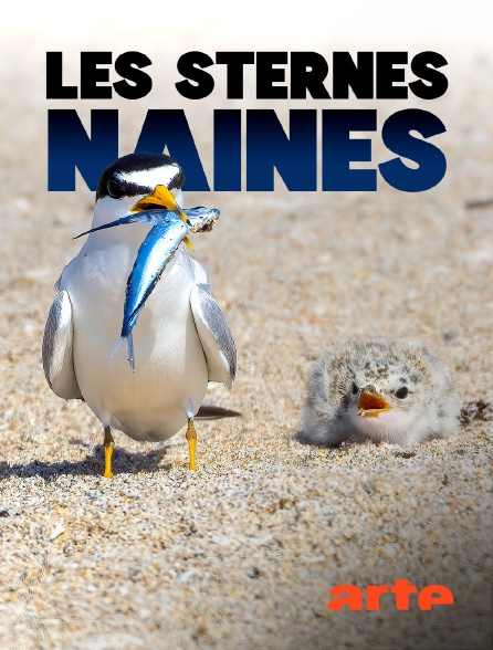 Arte - Les sternes naines : Un oiseau sous les eaux