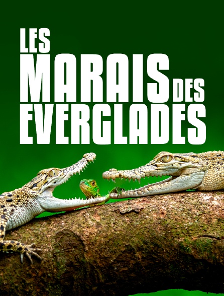 Les marais des Everglades