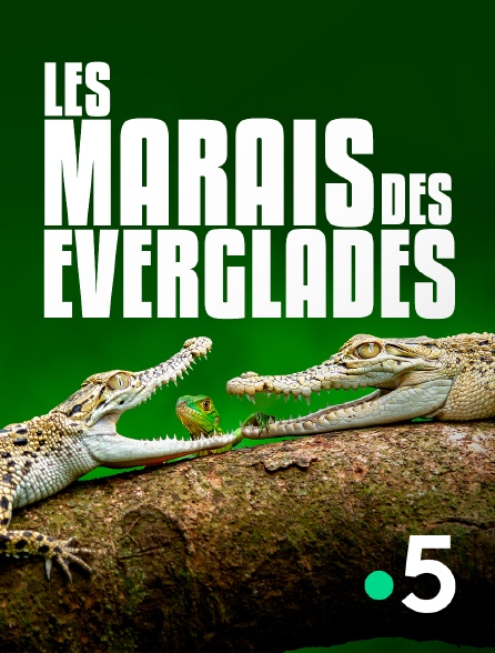 France 5 - Les marais des Everglades