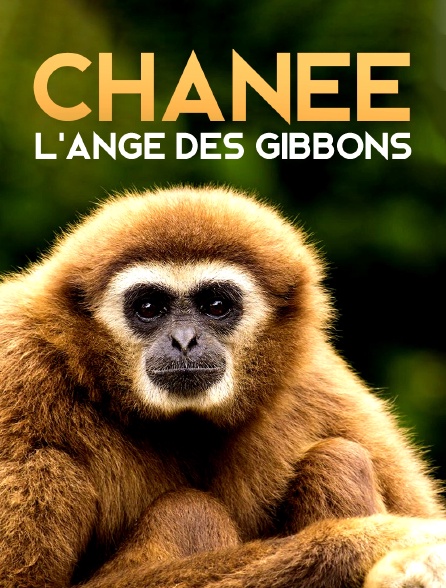 Chanee, l'ange des gibbons