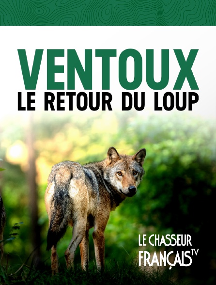 Le Chasseur Français - Ventoux, le retour du loup