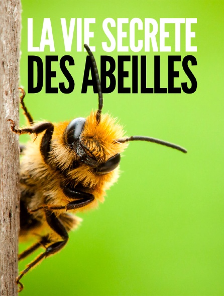 La vie secrète des abeilles