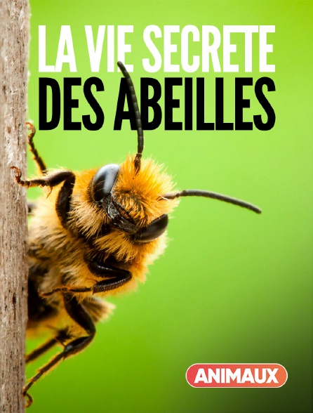 Animaux - La vie secrète des abeilles