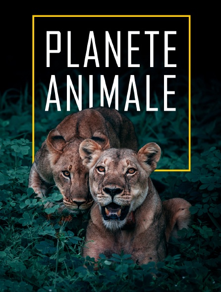 Planète animale