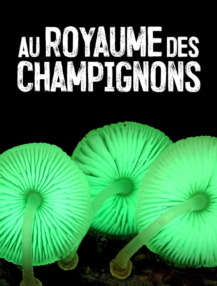 Au royaume des champignons