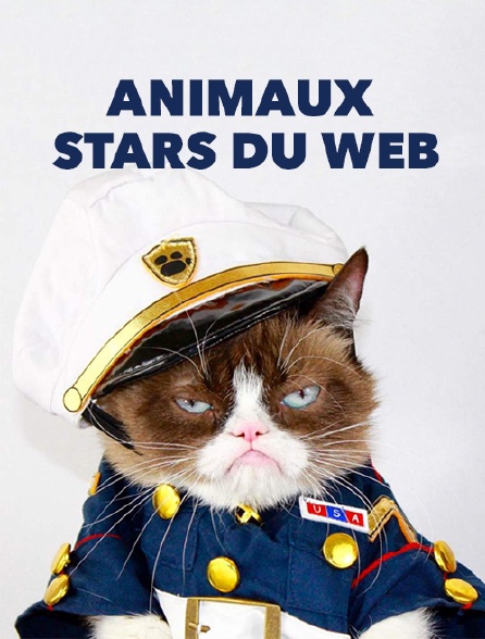Animaux stars du web