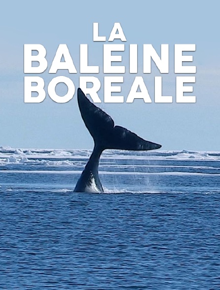 La baleine boréale