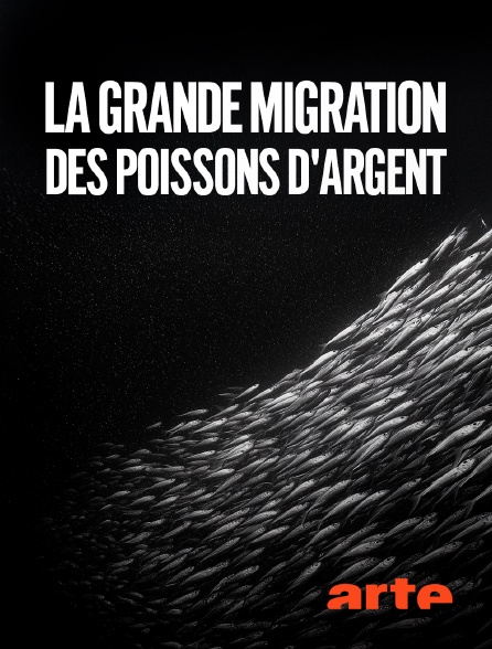 Arte - La grande migration des poissons d'argent