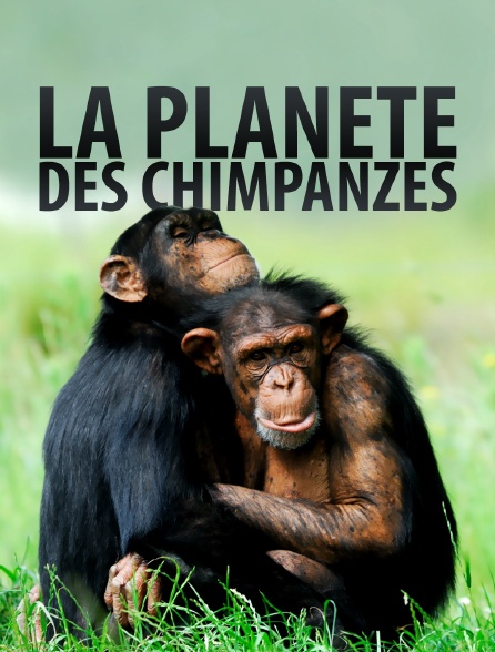 La planète des chimpanzés