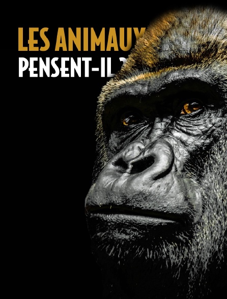 Les animaux pensent-ils ?