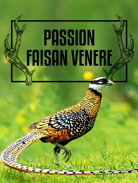 Passion faisan vénéré