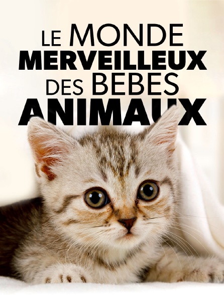 Le monde merveilleux des bébés animaux