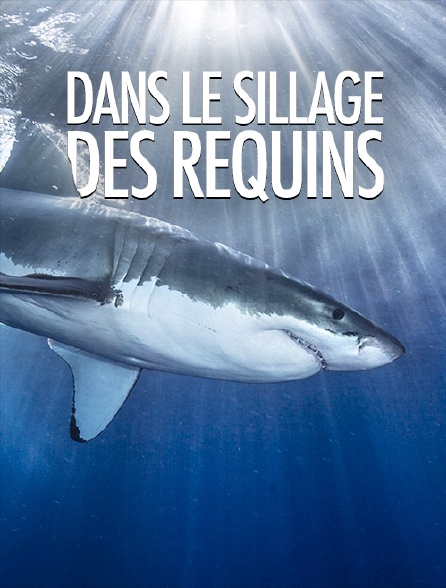 Dans le sillage des requins