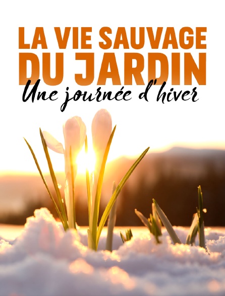 La vie sauvage du jardin : Une journée d'hiver